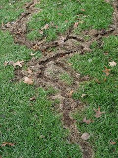 Turf Alert: Voles & Vole Damage! | Lawn Doctor of Batavia-Aurora