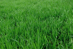 Lawn Fertilization in Midland