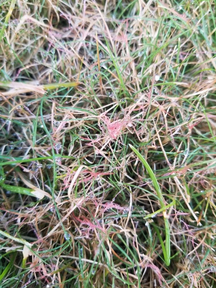 Turf Alert: Red Thread Is Upon Us | Lawn Doctor of Boston