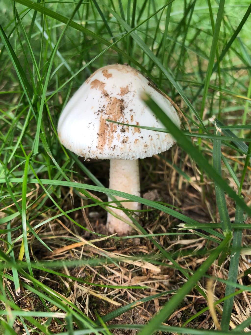 Mushrooms | Lawn Doctor of Boston