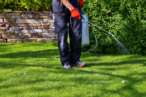 Weed Control In Sandwich