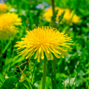 Weed Control In Bourne