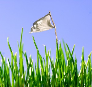 Extreme closeup of blades of grass with tiny white flag showing that pests surrender to Lawn Doctor lawn pest control in Collegeville