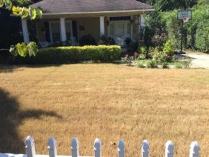 Weed Control Service in Columbus