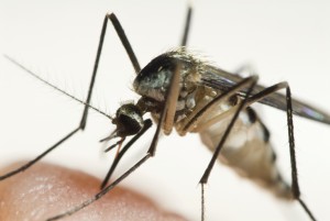 An Aedes triseriatus mosquito before Lawn Doctor provided Mosquito Control in Lake Dallas.