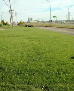 Green Grass in Mustang