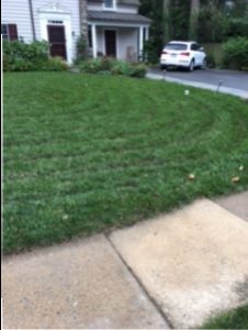 Beautifully manicured front lawn showing lawn weed control in Lower Merion