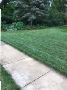 green lawn treated by lawn care service in Lower Merion