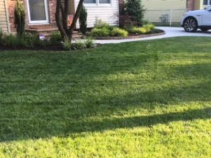 Local Lawn Care Service in Lower Merion