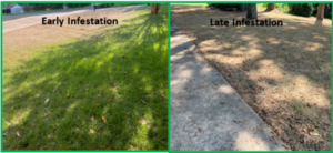 Lawn Treatment Options in Marietta