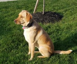 dog sitting on spring lawn care Louisville grass 