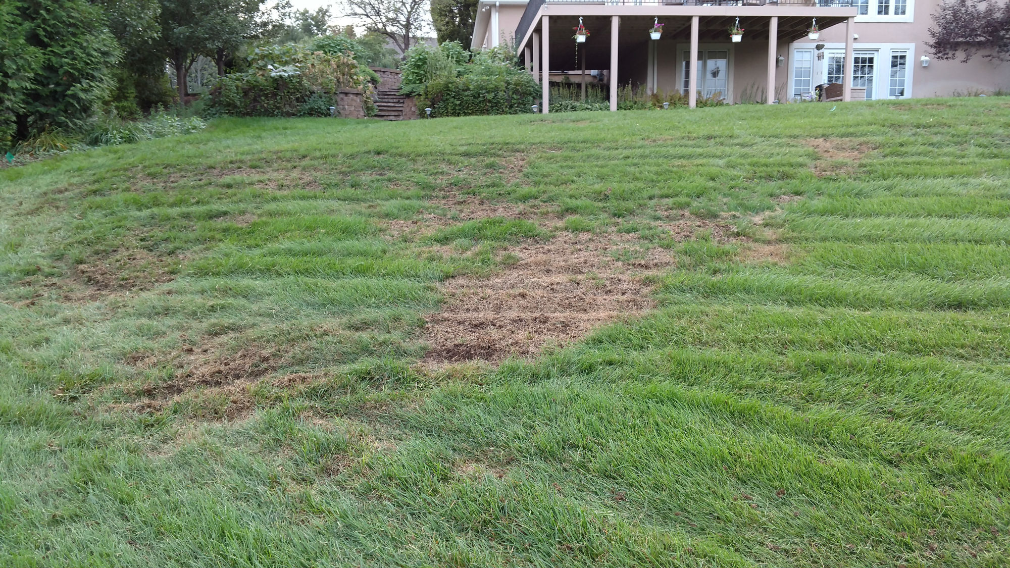 Lawn Seeding in South Bend | Lawn Doctor