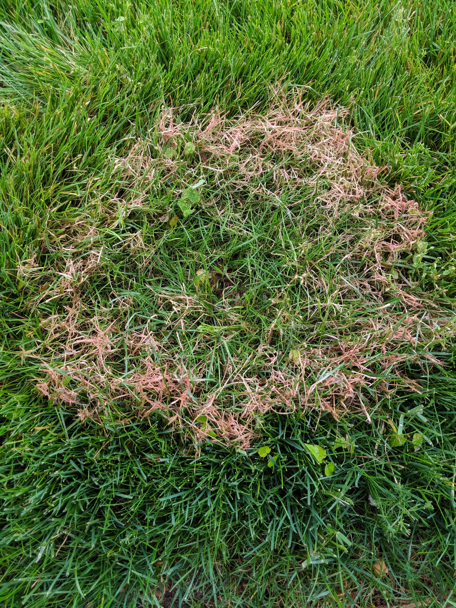 Turf Alert: Red Thread Is Upon Us | Lawn Doctor of South Shore