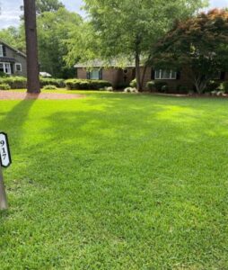 Lawn Fertilizer Service in West Ashley