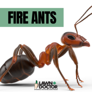 Ant Control