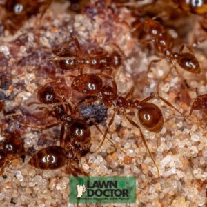 fire ant control