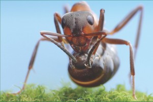 Extreme close up photo of fire ant treated by Lawn Doctor's Insect Control in Manassas.