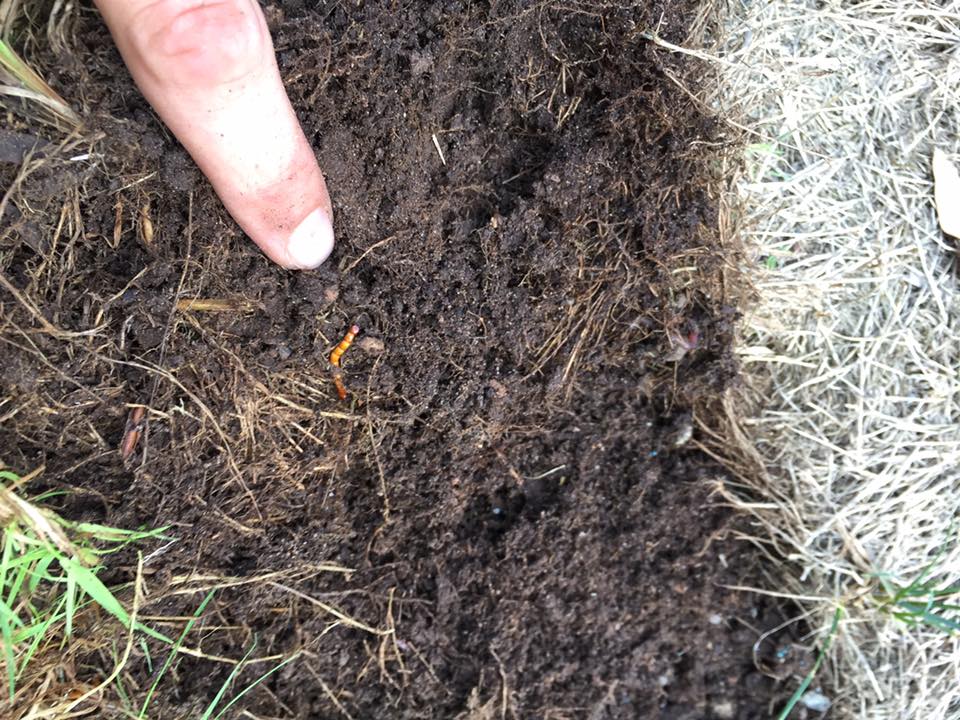 What Causes Grubs In Your Lawn - Grub Damage Photos