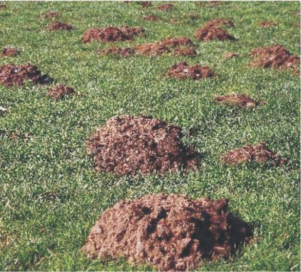 Mole damage on lawn